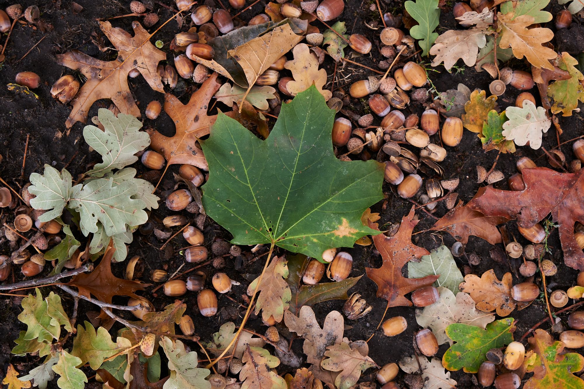 Lonely Leaf