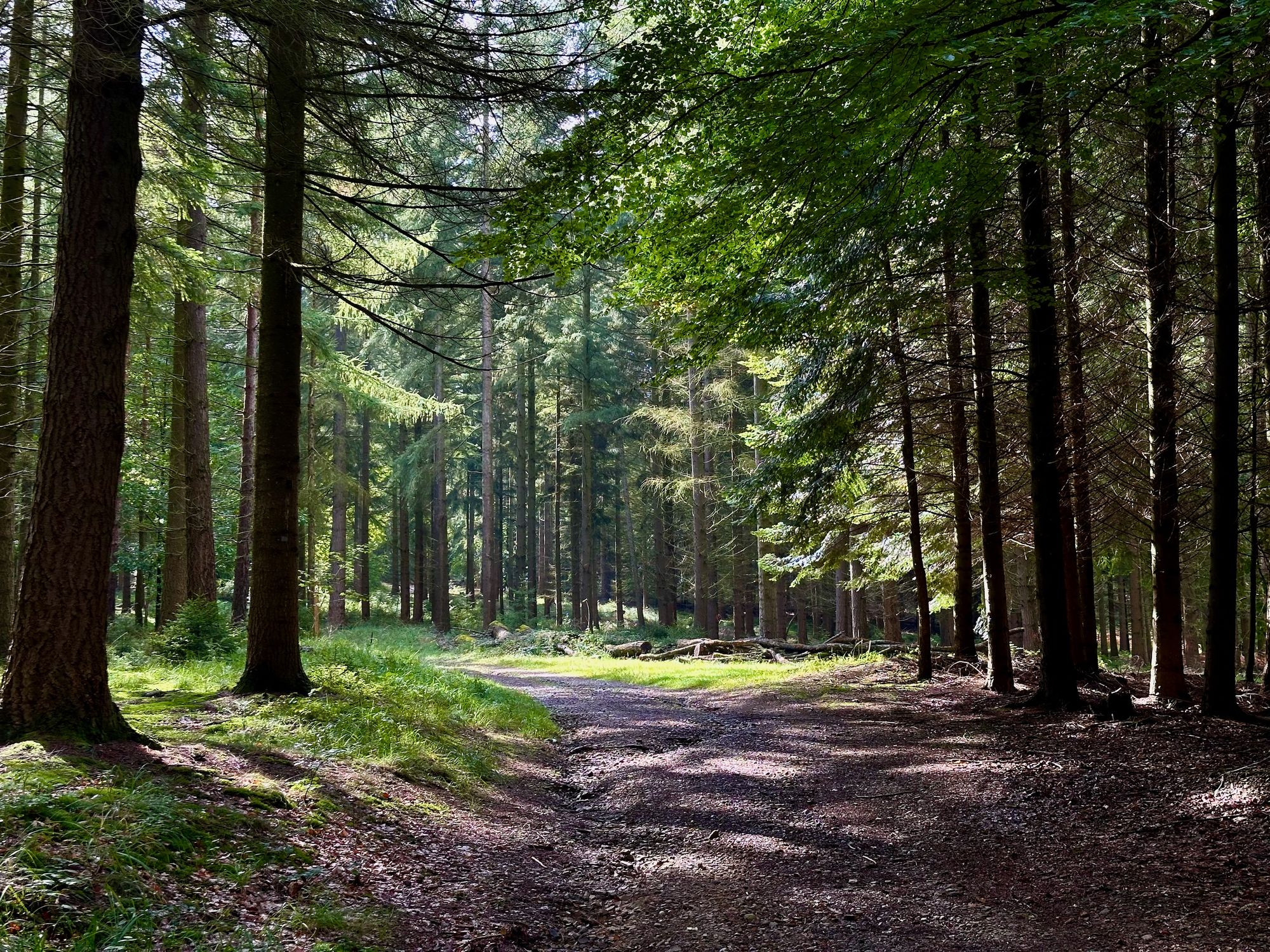 Walking Through The Forest