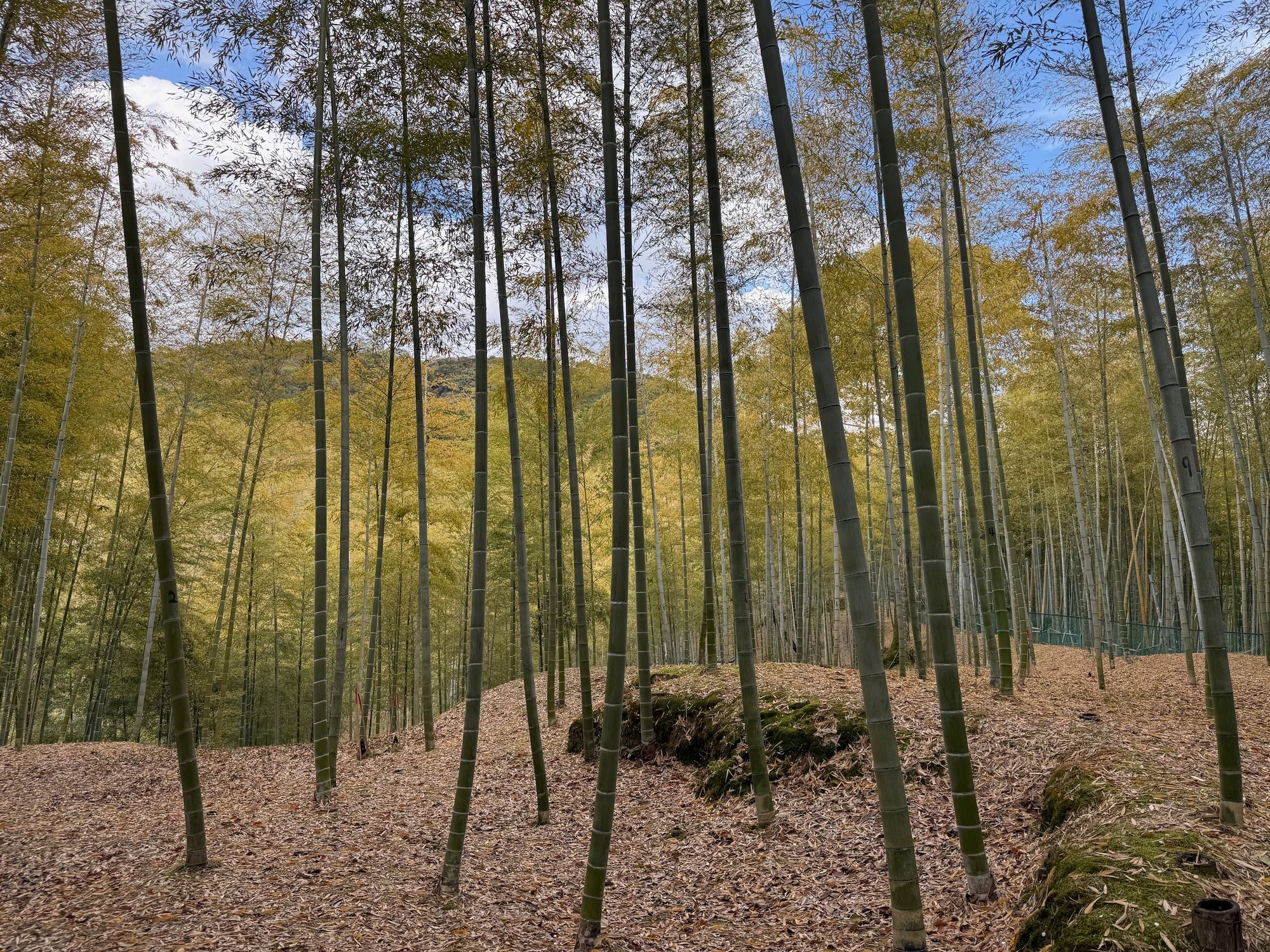 Bamboo