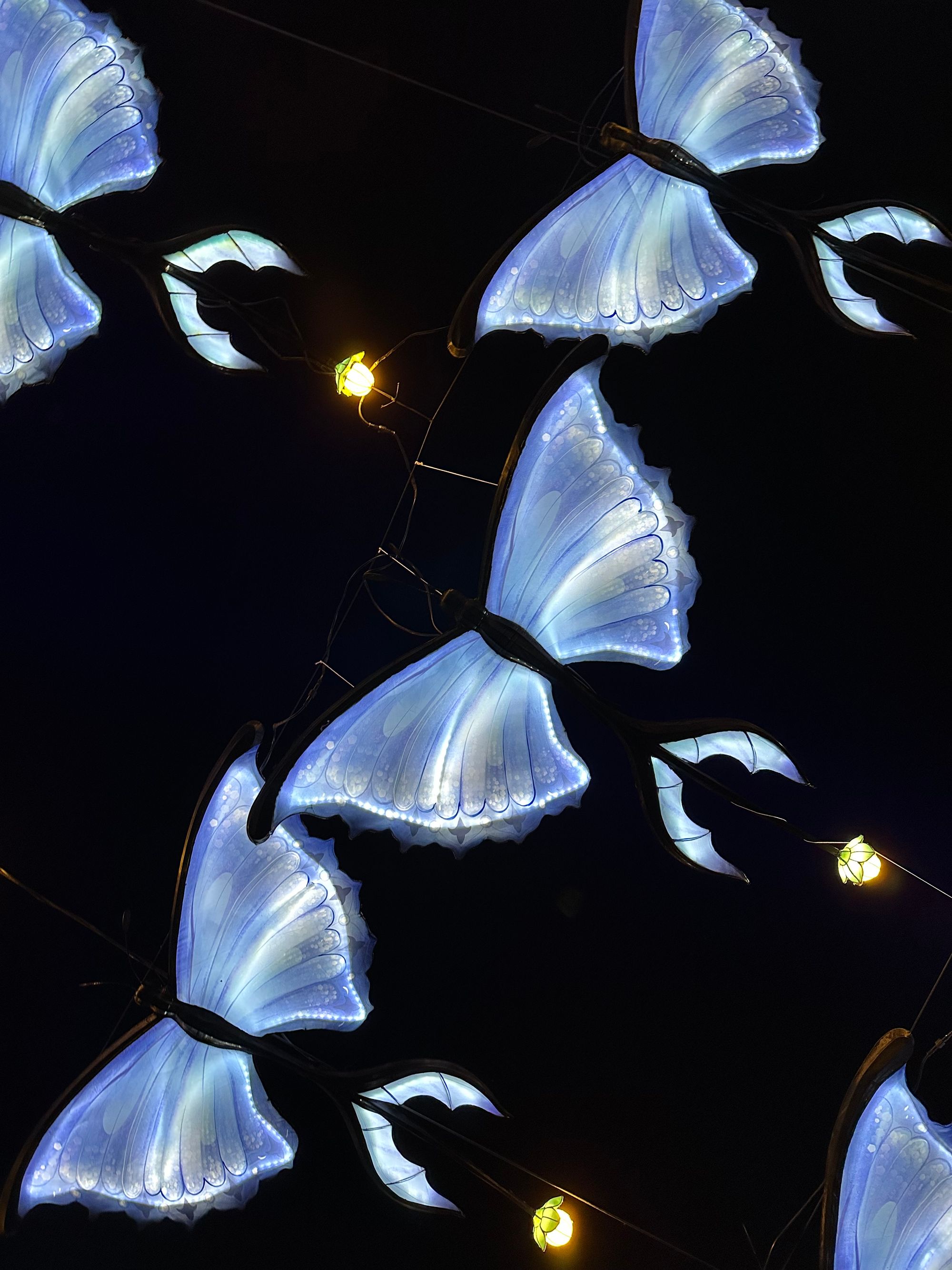 GLOW Festival Butterflies